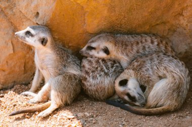 Meerkat ya da Suricate firavun faresi familyasından küçük bir etçil..