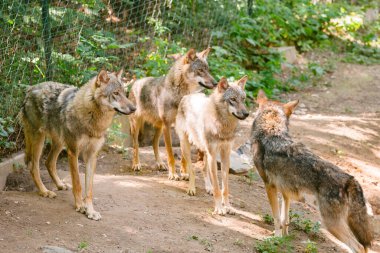 Kayalık bir yaylada bir grup kurt av için pusuya yatar, Canis lupus. Vahşi kurt.