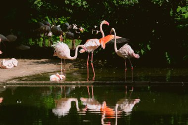 Flamingo doğal ortamında. Güzel su kuşu. Pembe büyük kuş Büyük Flamingo