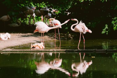 Flamingo doğal ortamında. Güzel su kuşu. Pembe büyük kuş Büyük Flamingo