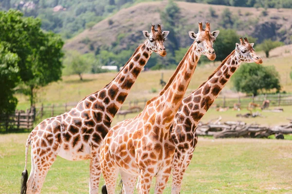 Grupo Girafas Rothschild — Fotografia de Stock