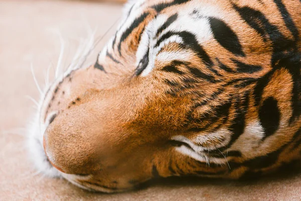Γκρο Πλαν Πορτρέτο Της Τίγρης — Φωτογραφία Αρχείου