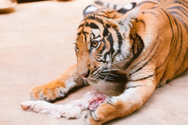 Bébé Tigre Ourson Manger Viande — Photo