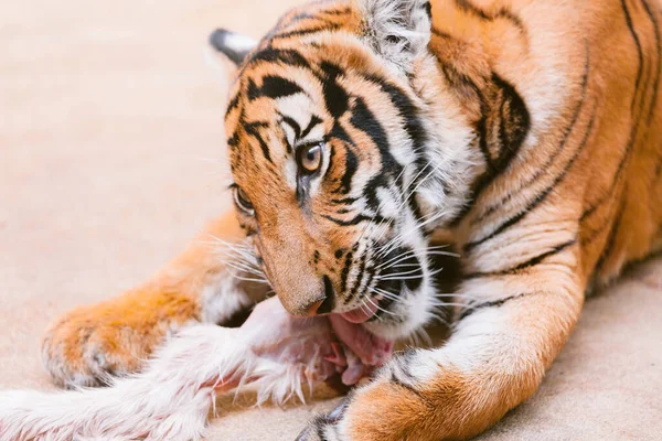 Baby Tiger Cub Eating Meat — Stock Photo, Image