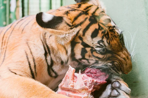 Baby Tiger Cub Eating Meat — Stock Photo, Image