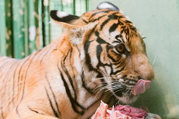 Bébi Tigris Kölyök Eszik Húst — Stock Fotó