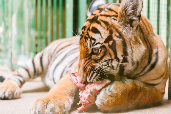 Bébi Tigris Kölyök Eszik Húst — Stock Fotó