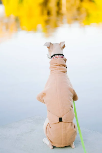 A dog of the whippet breed in a park. Back view of cute dog in coat