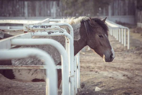 Bekleyen at yemeği aç..