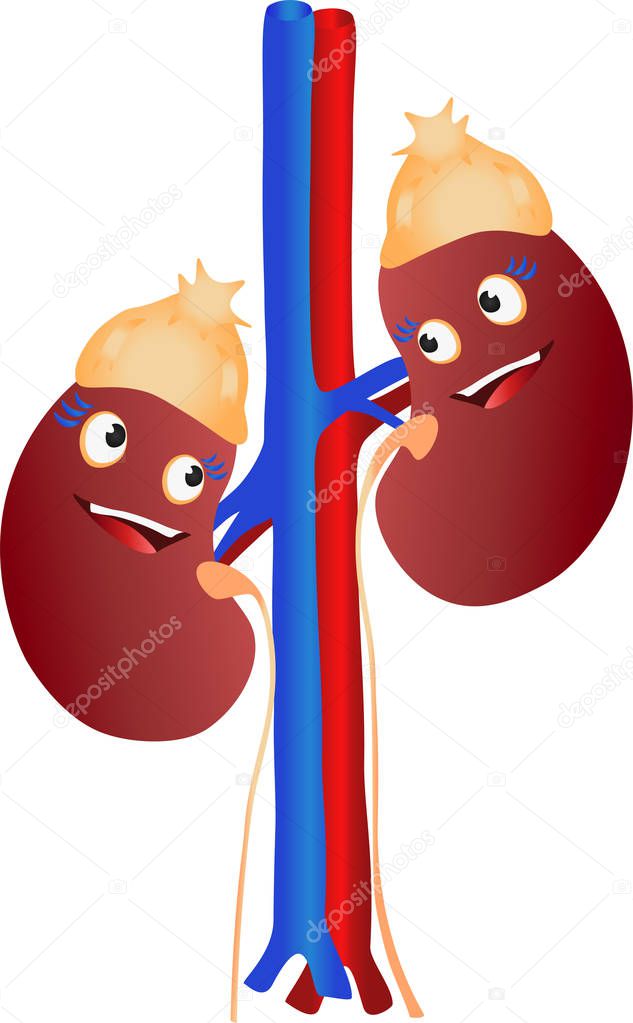 Funny smiling human kidneys