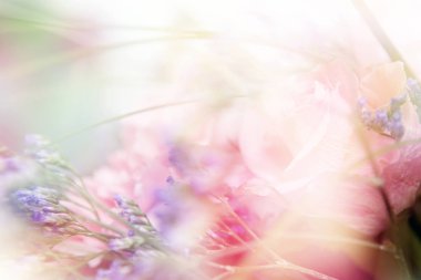 çiçek background. renk filtreleri ile yapılan güzel çiçekler
