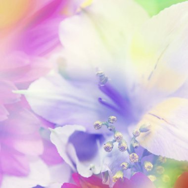 çiçek background. renk filtreleri ile yapılan güzel çiçekler