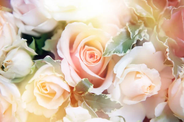 çiçek background. renk filtreleri ile yapılan güzel çiçekler