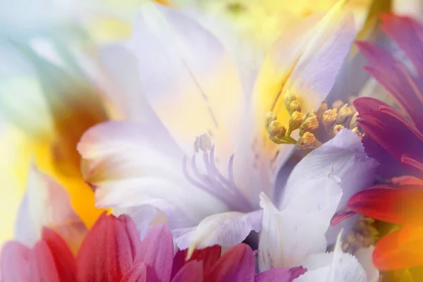 Flower background. beautiful flowers made with color filters — Stock Photo, Image