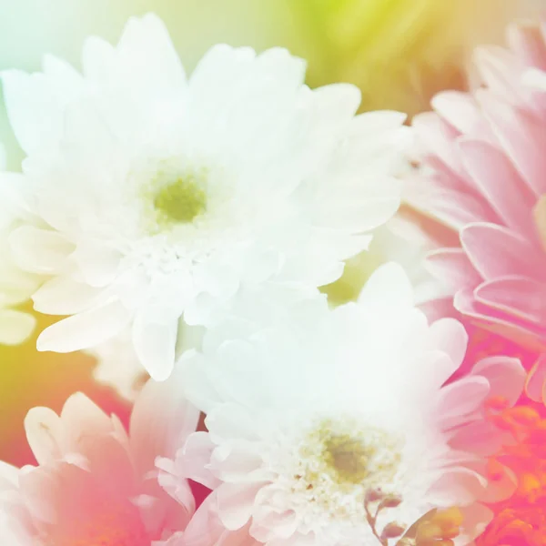 Bloem achtergrond. mooie bloemen gemaakt met kleur filters — Stockfoto