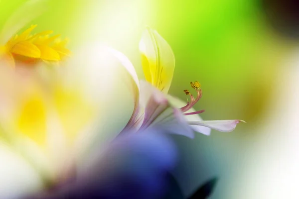 Fond de fleur. belles fleurs faites avec des filtres de couleur — Photo