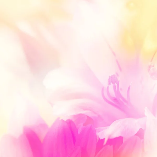 Flower background. beautiful flowers made with color filters — Stock Photo, Image
