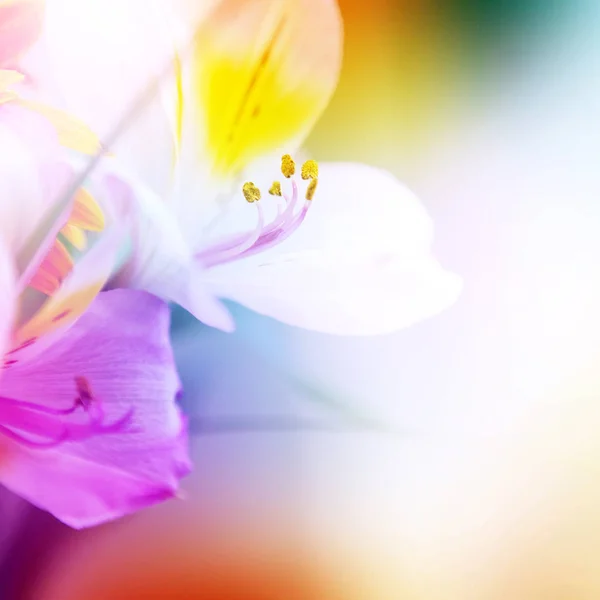 Flower background. beautiful flowers made with color filters — Stock Photo, Image