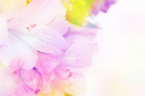 Fondo de flores. hermosas flores hechas con filtros de color — Foto de Stock