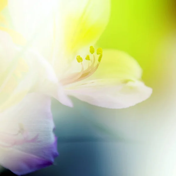 Květinové pozadí. krásné květiny s barevné filtry Stock Snímky