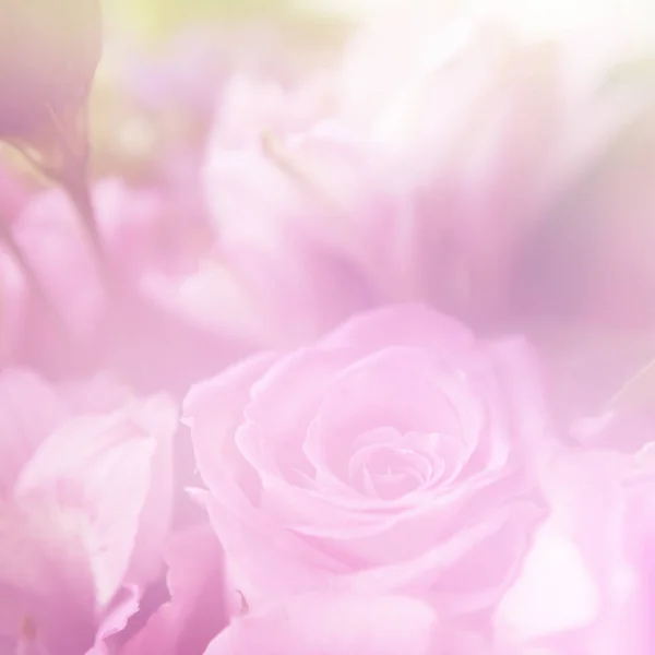 Gyönyörű virágok tett az színszűrők — Stock Fotó