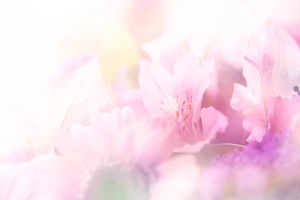 Hermosas flores hechas con filtros de color — Foto de Stock