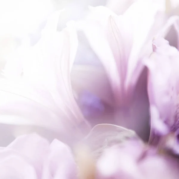 Hermosas flores hechas con filtros de color — Foto de Stock