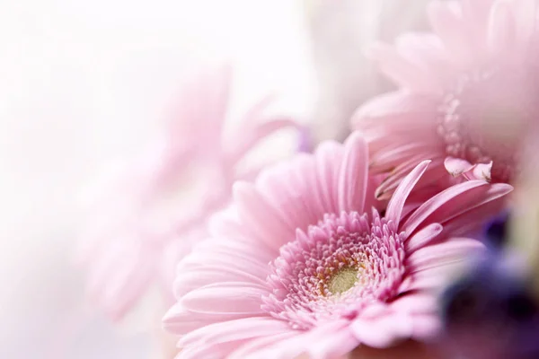 Belles fleurs faites avec des filtres de couleur — Photo