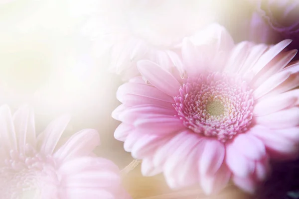 Красивые цветы с цветными фильтрами — стоковое фото