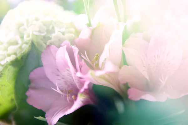 Beautiful flowers made with color filters Stock Photo