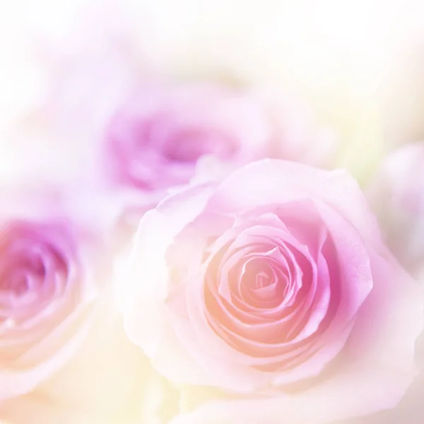 Beautiful flowers made with color filters Stock Image