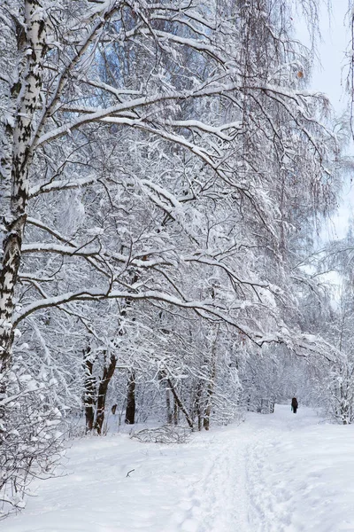 Forêt hivernale dans la neige — Photo