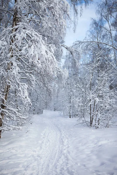 Forêt hivernale dans la neige — Photo