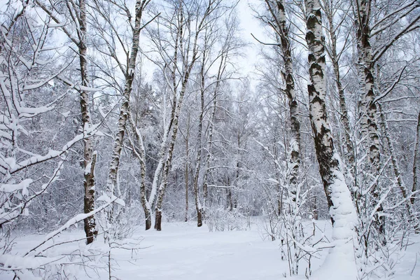 Zimní les ve sněhu — Stock fotografie
