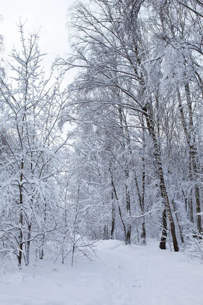 Floresta de inverno na neve — Fotografia de Stock