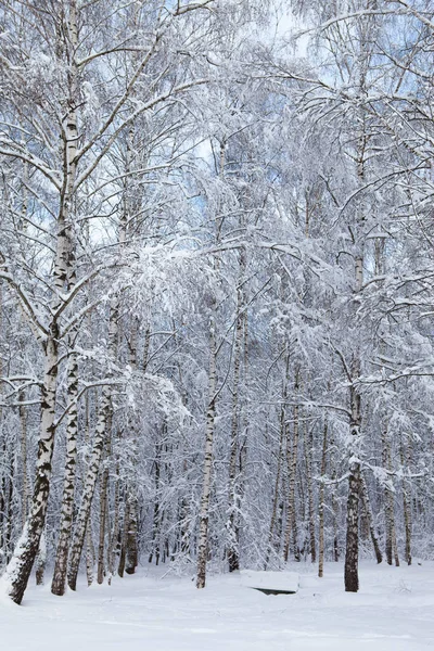 Zimowy las w śniegu — Zdjęcie stockowe