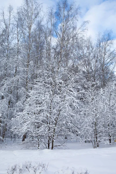 눈 속의 겨울 숲 — 스톡 사진