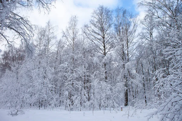 Forêt hivernale dans la neige — Photo