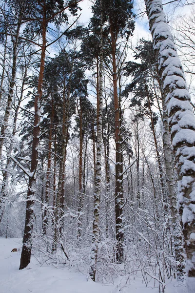 Floresta de inverno na neve — Fotografia de Stock