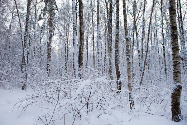 Forêt hivernale dans la neige — Photo