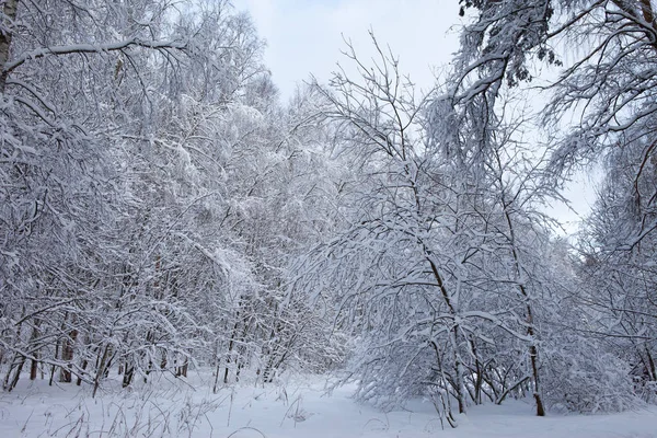 Forêt hivernale dans la neige — Photo