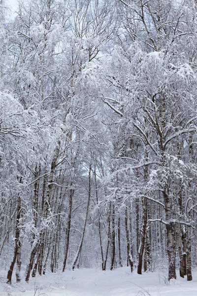 Forêt hivernale dans la neige — Photo