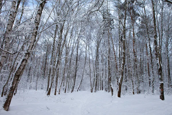 Зимовий ліс у снігу — стокове фото