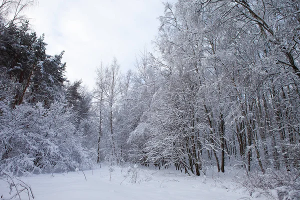 Karda kış ormanı — Stok fotoğraf