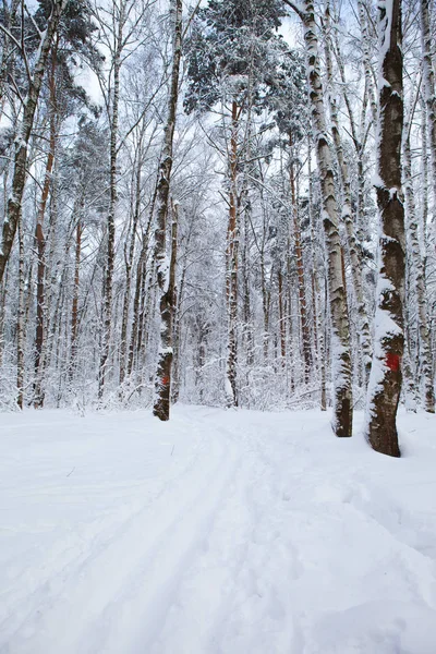 Floresta de inverno na neve — Fotografia de Stock