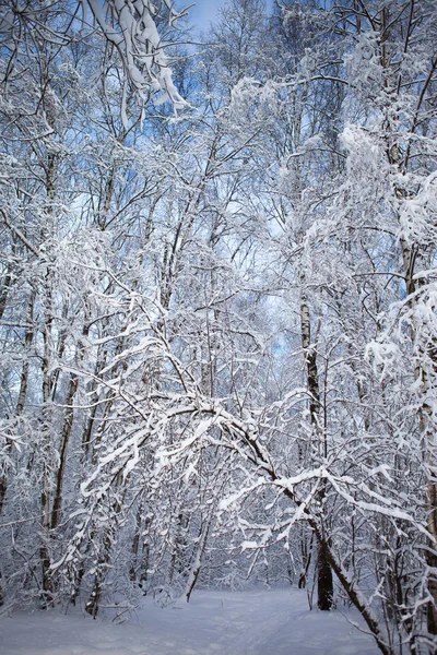 Winterbos in de sneeuw Rechtenvrije Stockfoto's