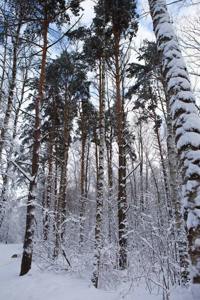 눈 속의 겨울 숲 스톡 사진