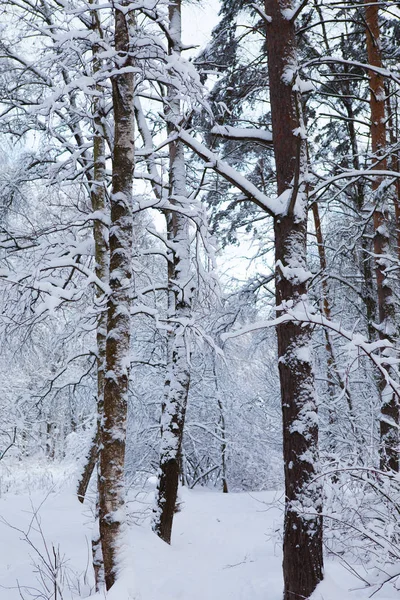 눈 속의 겨울 숲 스톡 사진
