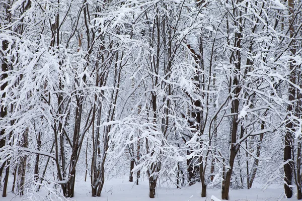 Vinterskog i snö Stockbild