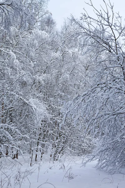 Winterbos in de sneeuw Rechtenvrije Stockafbeeldingen